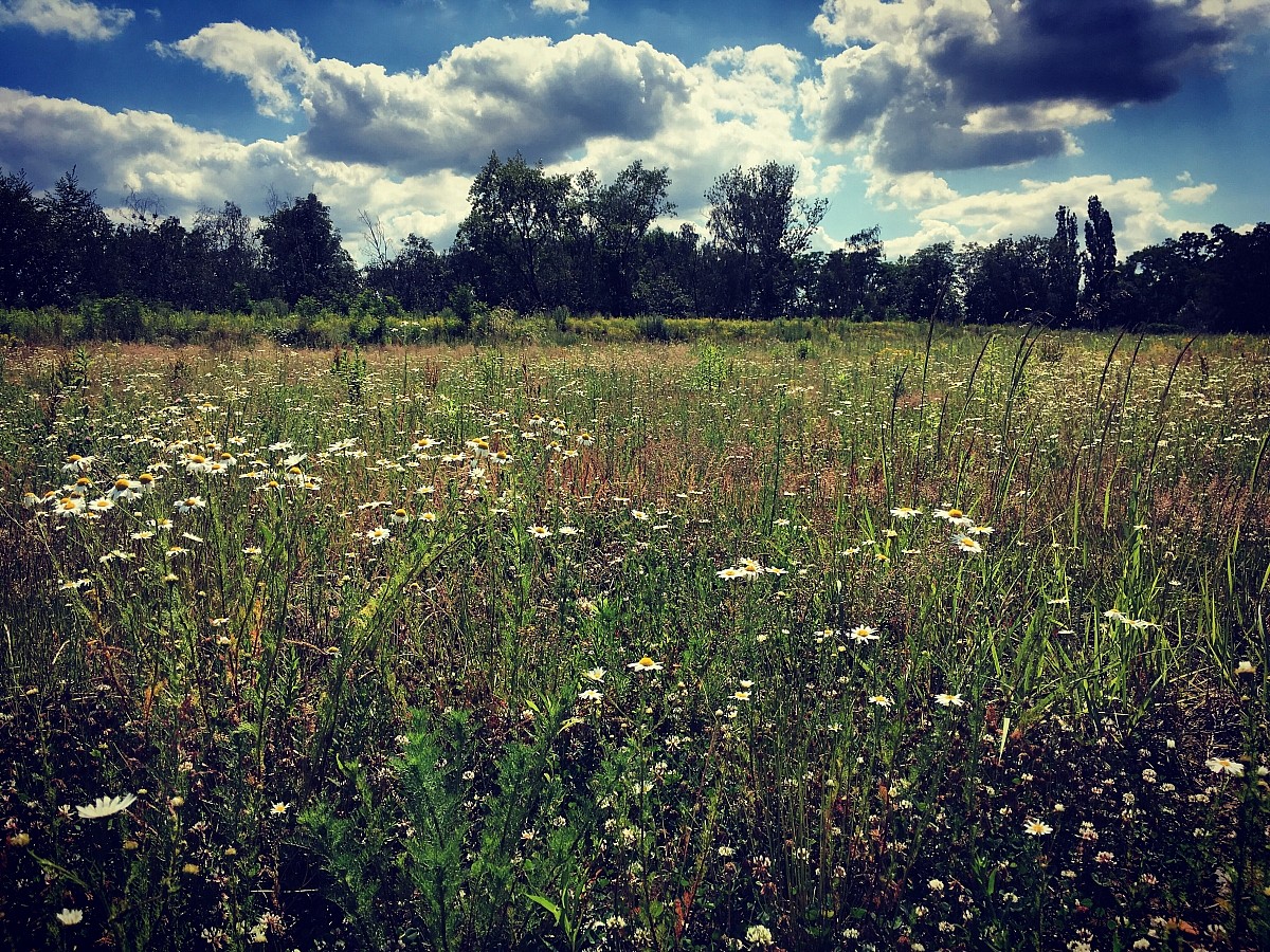 21.06.2019