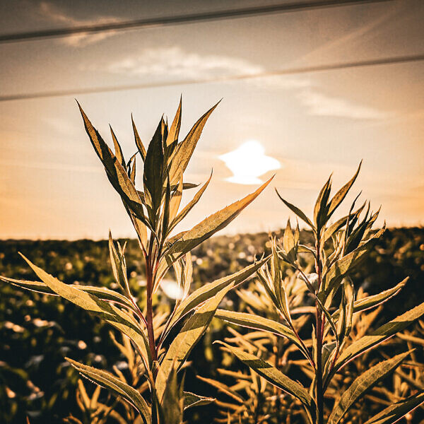 17.06.2025, 6:31 Uhr